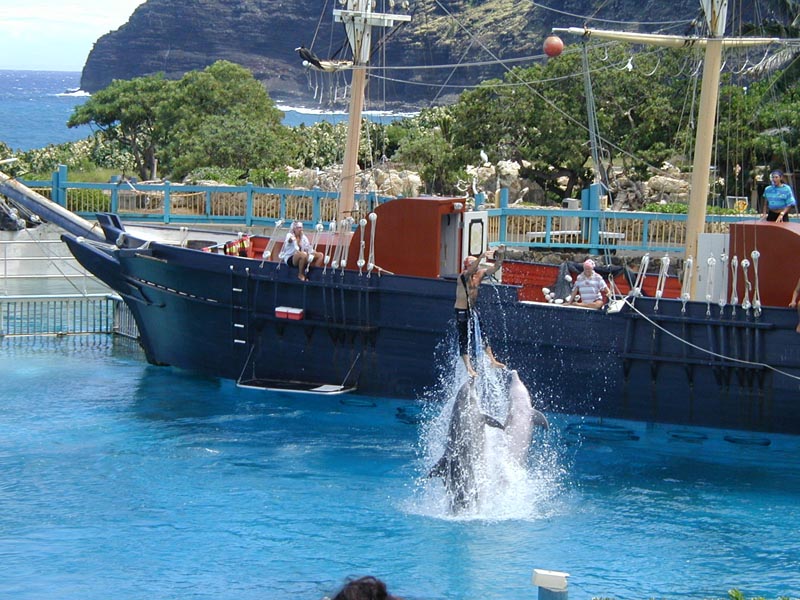 5-oahu-sealifepark-p9300168